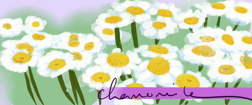 Herbal Wonders: Chamomile