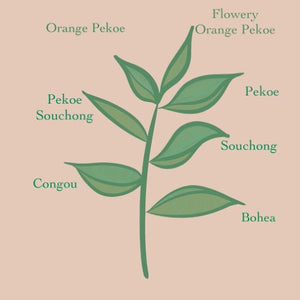 Tea Grades
